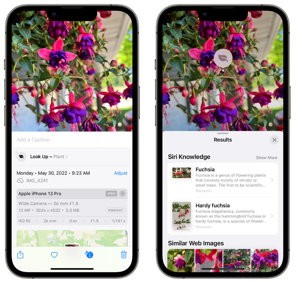 抚远苹果手机维修分享小技巧：使用 iPhone 相机识别花卉植物 